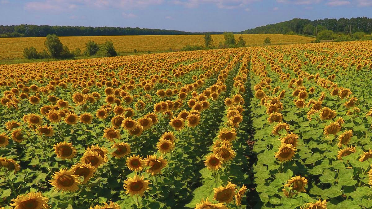HEA_BLO_AGR_Seasonally-monitoring-sunflower